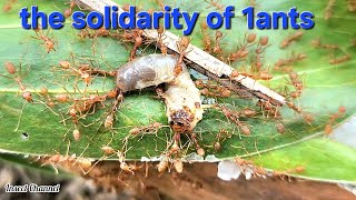 The Unity of Weaver Ants When Attacking Prey