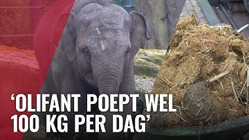 Nieuw bankje van olifantenpoep in dierentuin Artis