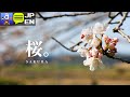 [車中泊] 静寂に霞む公園、朝陽を望む桜。孤独の弾丸車中泊旅。-starting over-｜#03