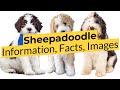 Sheepadoodle Information, Facts, and Images! 📃🔴 2023 🔴