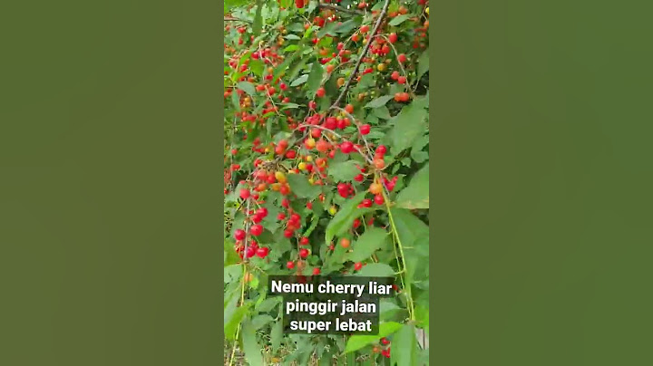 Nemu Cherry Liar Super Lebat Pinggir Jalan #shorts