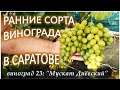 Ранние сорта винограда в Саратове