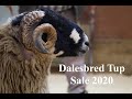 Dalesbred Tup Sale 2020