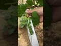Pruning Of Grapes Inflorescence Shorts Pruning 