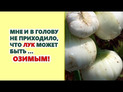 Мне раньше и в голову мне приходило, что лук бывает, как и чеснок,  озимый...