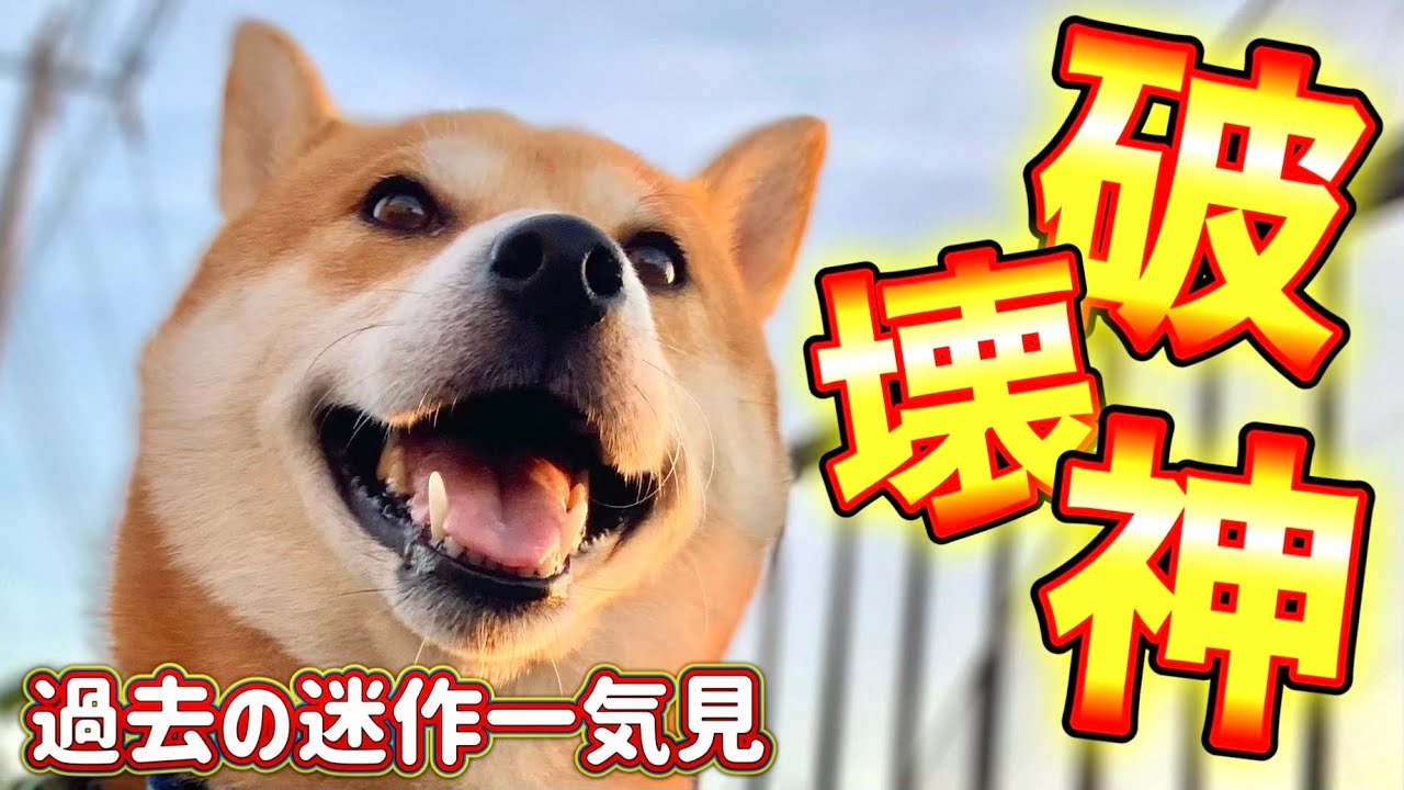 この神は犬か人間か【過去の迷作一気見】