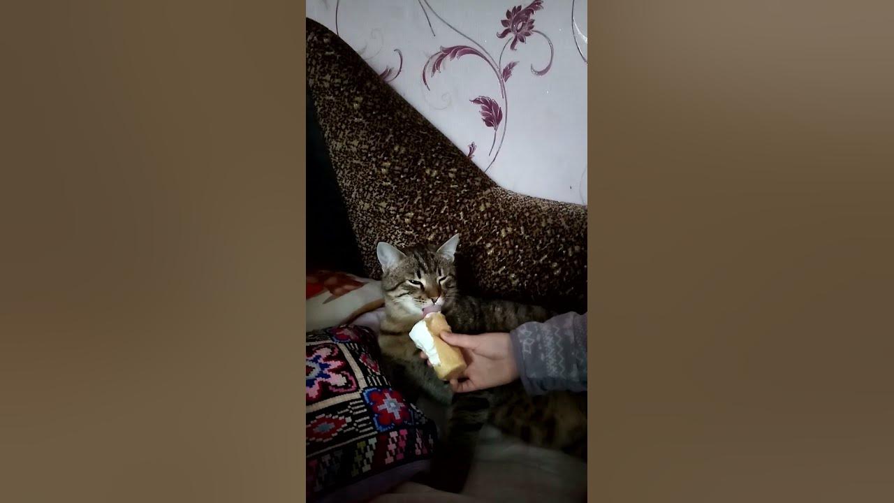 Шльопа - YouTube
