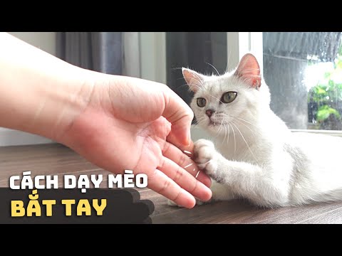 Video: 3 cách điều trị bệnh cúm cho mèo