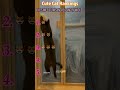 Funny Cat Compilation#foryou #funny #cat #funnyvideo #fyp #comedy #mischief