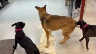 The ladies looooove Harland!