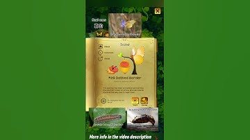 #29 Dotted Border - Mylothris agathina (Cramer, 1779)| Flutter: Butterfly Sanctuary