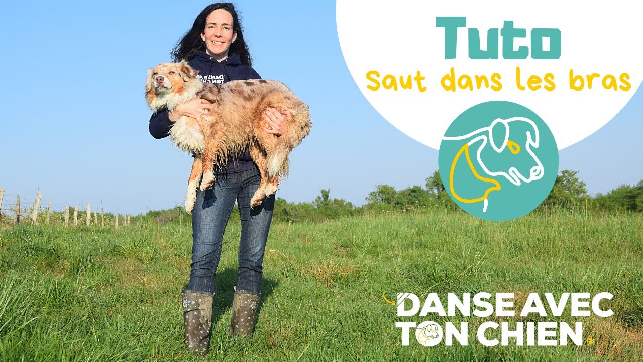 Apprendre au chien à sauter dans les bras en 3 étapes - exercice facile