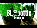 8ℓ ボトルアクアリウム（14ヶ月もの） 8L jarrarium (14months) bottle aquarium