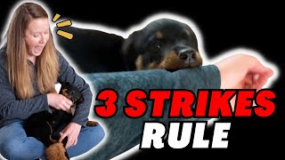 How to Stop Puppy Biting FAST // Three Strikes Rule for Puppy Mouthing