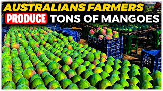 How Australians Farmers Produce Millions Tons of Mangoes