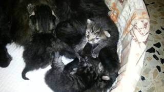 У Котят ПОГИБЛА МАМА Наша БЕРЕМЕННАЯ КОШКА УСЫНОВИЛА КОТЯТ PREGNANT CAT ADOPTED ORPHANED KITTENS У Котят ПОГИБЛА МАМА Наша БЕРЕМЕННАЯ КОШКА УСЫНОВИЛА КОТЯТ PREGNANT CAT ADOPTED ORPHANED KITTENS