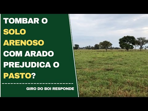 TOMBAR O SOLO ARENOSO COM ARADO PREJUDICA O PASTO? | GIRO DO BOI - 31/05/2022