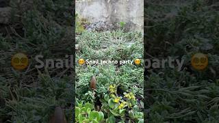 Turbo-Schnecken Technoparty