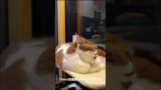 肥牛貓咪在超強颱風【蘇拉】咆哮下表現淡定 囡囡嘅愛貓Choco