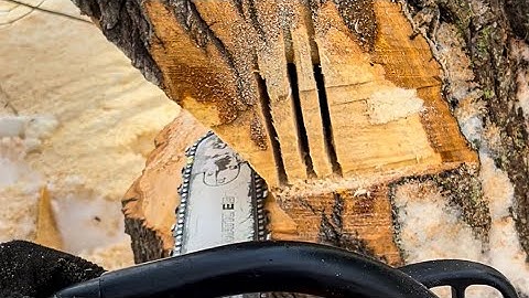 THE TREE FELLING TECHNIQUE YOU’RE NOT USING