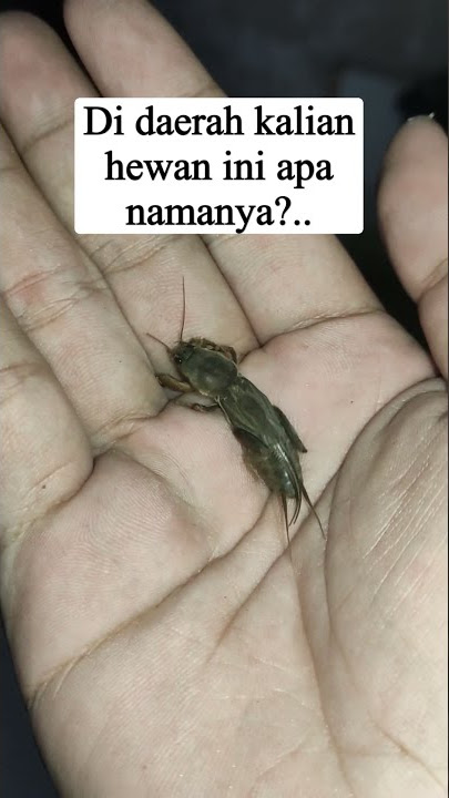siapa hayo yang takut sama hewan ini... #hewan#binatang#gaang#serangga #shorts
