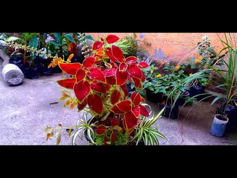 ቪዲዮ: Coleus ተክሎች፡ ኮሊየስን ለመንከባከብ ጠቃሚ ምክሮች