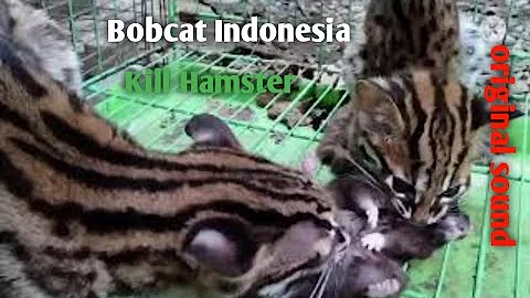 Video 630651: asian leopard cat, pets attack