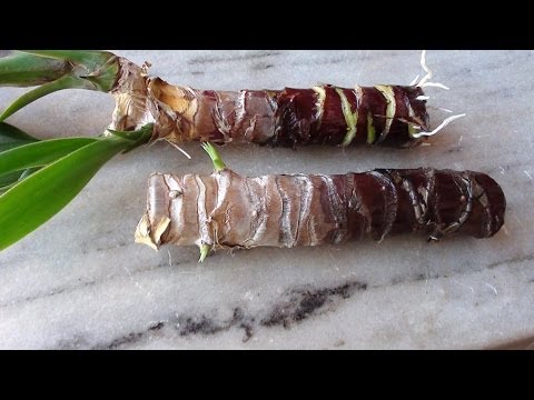 Vídeo: O que é Agulha de Adão Yucca: Dicas para cultivar a agulha de Adão no jardim