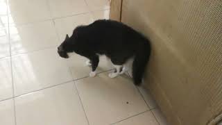 See how my cat react when I keep following her by Smoky & Animals 1,630 views 5 months ago 40 seconds