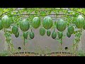 Another method of growing watermelon at home, the secret to getting big and sweet fruit