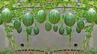 Another method of growing watermelon at home, the secret to getting big and sweet fruit by Terrace garden ideas 8,467 views 4 months ago 10 minutes, 52 seconds