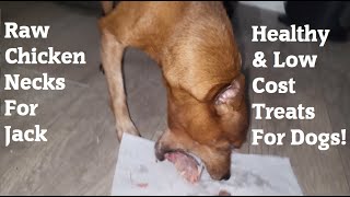 Healthy Dog Treats - Raw Chicken Necks!  Jack Devours Them! by Earthling1984 2,151 views 1 year ago 2 minutes, 32 seconds