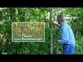 The Art of Grafting: Preserving Fruit Varieties with Lon Rombough