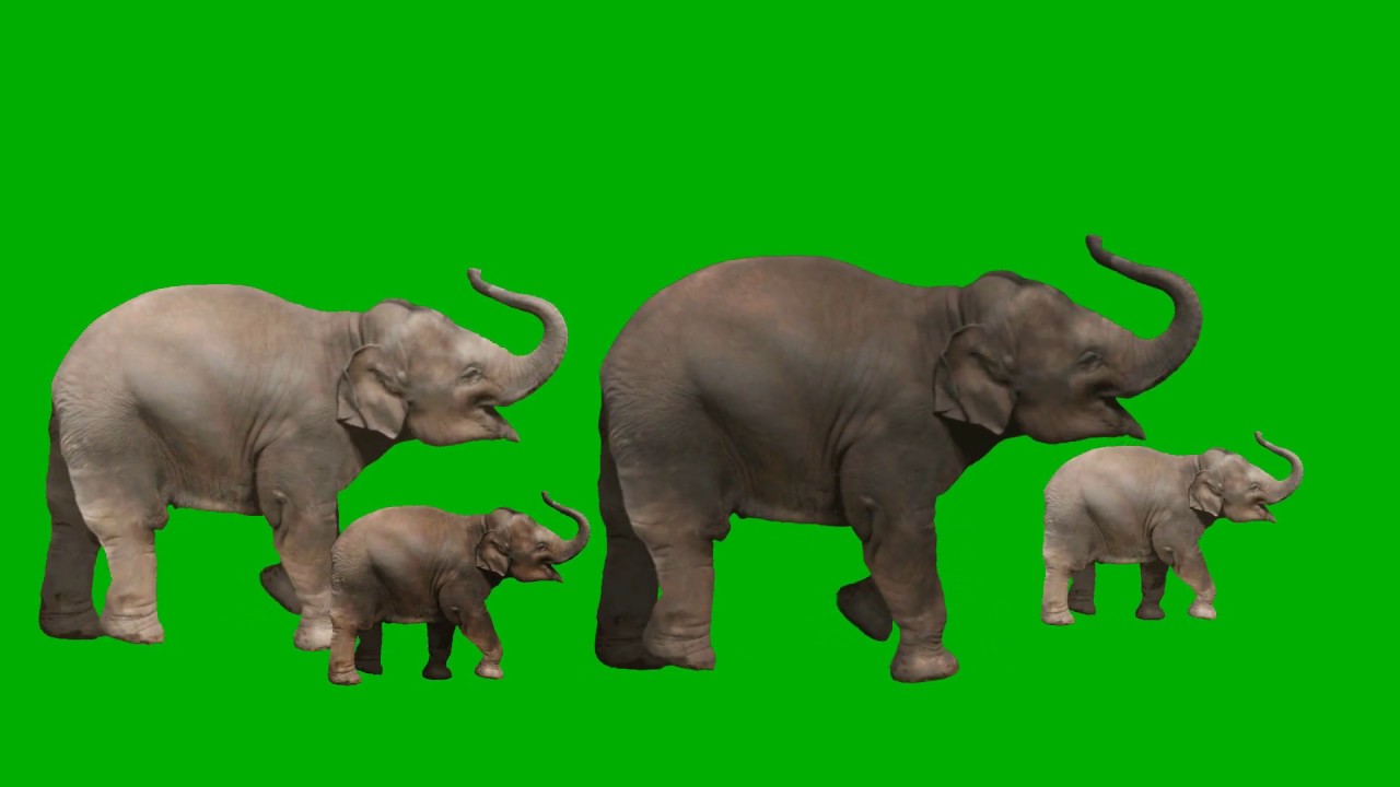 Elephants walking Green Screen | Elephant Family - YouTube