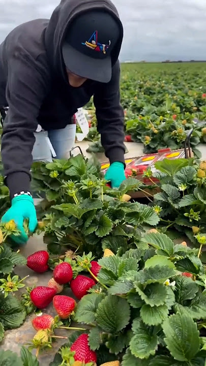 Strawberry Harvesting and Packaging Techniques at the Farm #satisfying @HappyFarm85