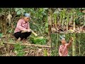 Picking wild bamboo shoots to sell repairing temporary housing giang lan daily life