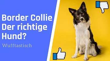 Ist ein Border Collie aggressiv?