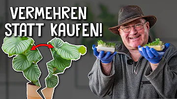 Wie werden Pflanzen vermehrt?