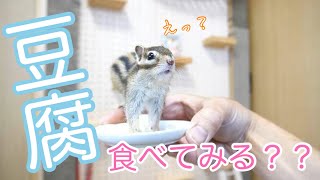 【シマリス】リスは豆腐を食べるのか？試してみた結果がこちら...