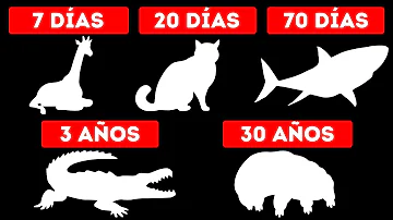 ¿Qué animal puede vivir sin comer durante años?