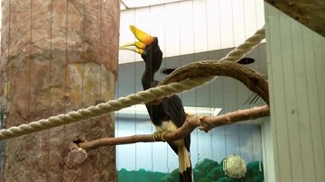Sound of hornbill