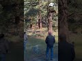 Keystone bear released back into Washoe Valley hills