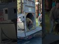 Keystone bear released back into Washoe Valley hills