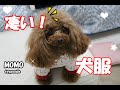 【犬服】凄い！可愛いロンパースの犬服を作って貰いました♪【トイプードル】【トイプードルのモモ】toypoodle