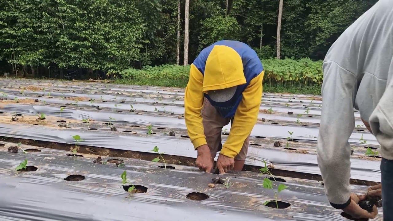 A SMART FARMER PLANT CUCUMBER SEEDLINGS WITH BARE HANDS - A GENIUS METHOD!  -Agriculture Farming