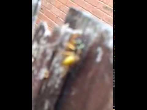 Noisy wasp chewing wood.