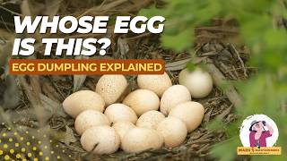 Egg Dumping in Birds Explained: Why Some Birds Lay Eggs in Other Birds' Nests