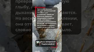 ❄️ Лягушка, которая замерзает и оттаивает! Живая после заморозки. #shorts #животные