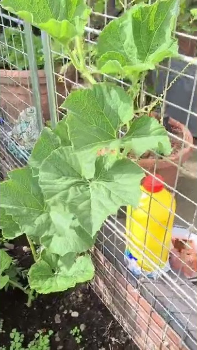 Bangladesh Kaddu Kalalao Vegetable in UK