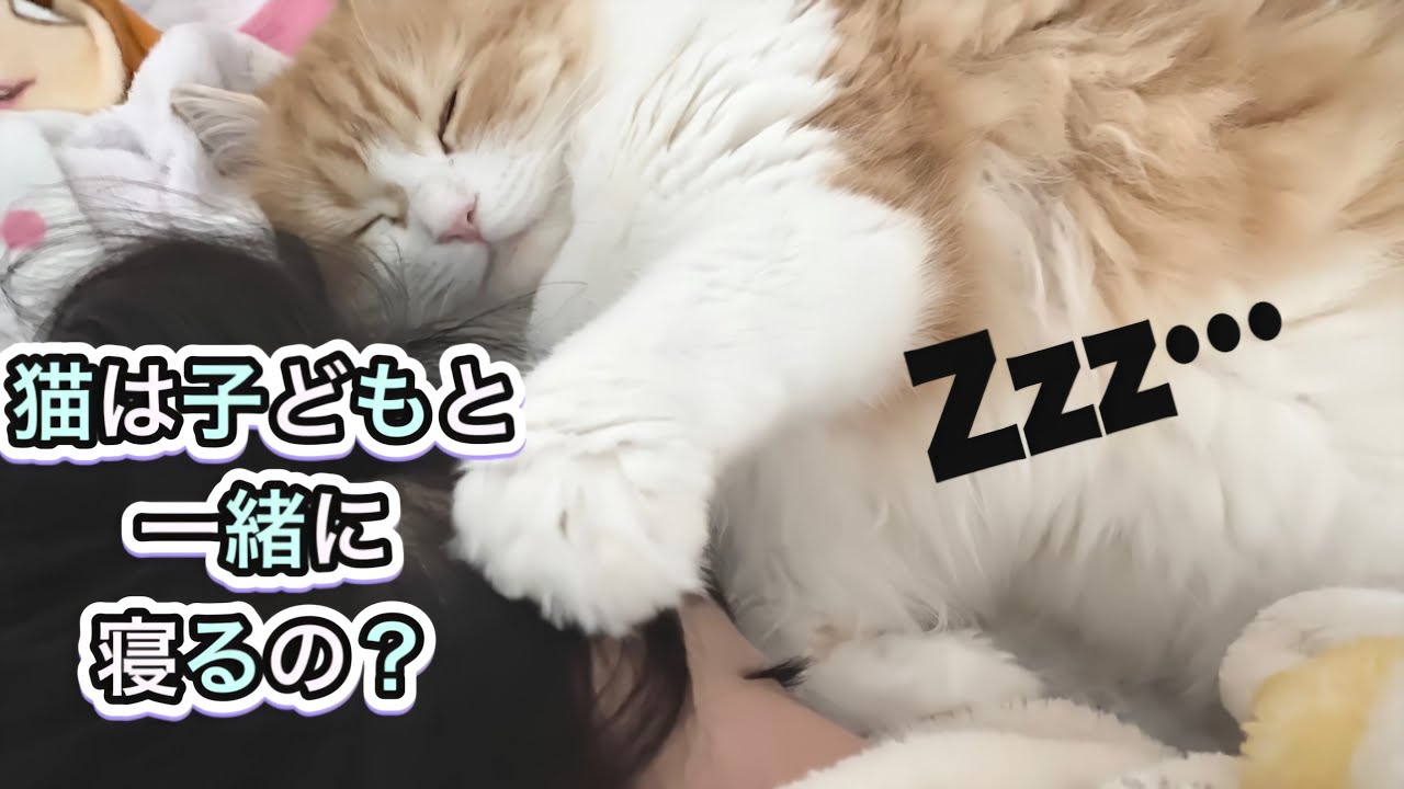 猫と子ども 娘と一緒に寝たい猫 ラガマフィン Youtube